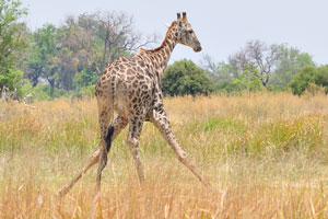 A giraffe with its legs apart