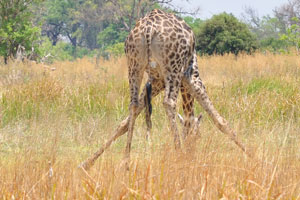 A rear side of a giraffe with its legs apart