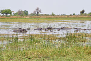 This swamp with hippos is located here: -19.456701, 23.512635