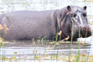 A big hippo is looking at me with a curiosity
