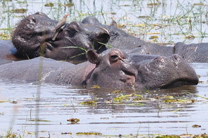 Hairy muzzles of hippopotamuses