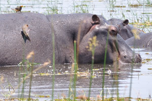 Birds feast on ticks on the back of a hippopotamus