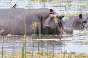 A bird and a hippo share a mutually beneficial relationship