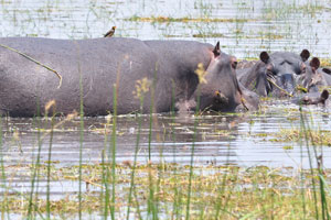 A bird helps to free a hippo from ticks and other parasites
