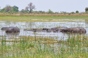 Grazing hippopotamuses
