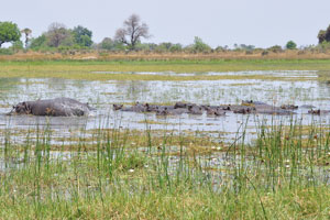 Hippopotamuses are grazing in a swamp