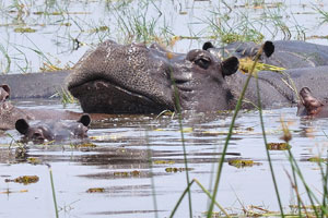 A muzzle of a hippopotamus