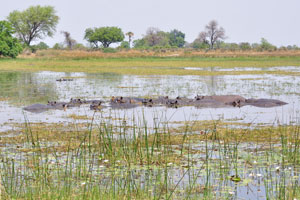 A lake is full of hippopotamuses