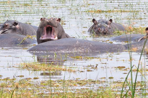 Hippo yawn