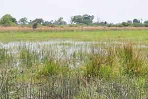 A beautiful landscape in the Okavango swamps