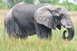 An elephant is grazing in the Okavango swamps