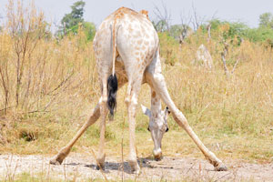 A giraffe is standing with its legs apart
