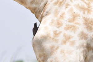 A bird is sitting on a chest of a giraffe