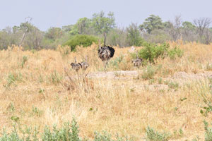 A pair of adult ostriches are wandering with their chicks