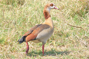 The Egyptian goose “Alopochen aegyptiaca” is a member of the duck, goose, and swan family Anatidae