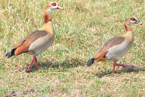 Two Egyptian geese
