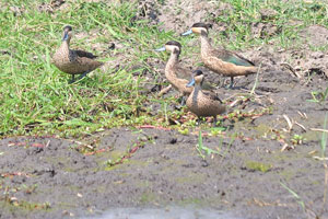 The Hottentot teal “Spatula hottentota” is a species of dabbling duck of the genus Spatula