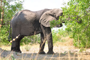 An elephant is eating green leaves