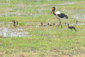 A saddle-billed stork, a glossy ibis and white-faced whistling ducks are in the Okavango swamps
