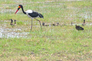 A saddle-billed stork, a glossy ibis and white-faced whistling ducks