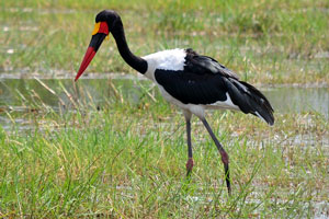 The saddle-billed stork is a large wading bird in the stork family, Ciconiidae