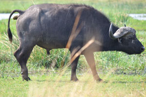 An african buffalo is pooping