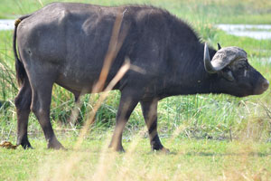 An african buffalo has just pooped