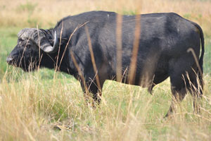 An african buffalo