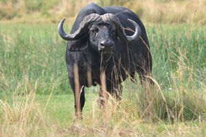 An african buffalo is dangerously looking at me