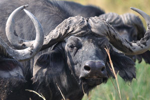 African buffaloes are very horned