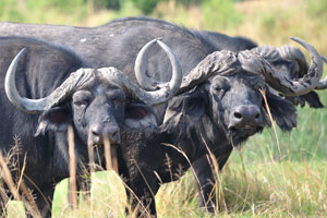 Three African buffaloes
