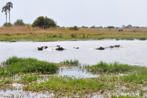 The heads of hippos are over the water