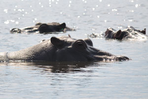 The heads and ears of hippos are in the water