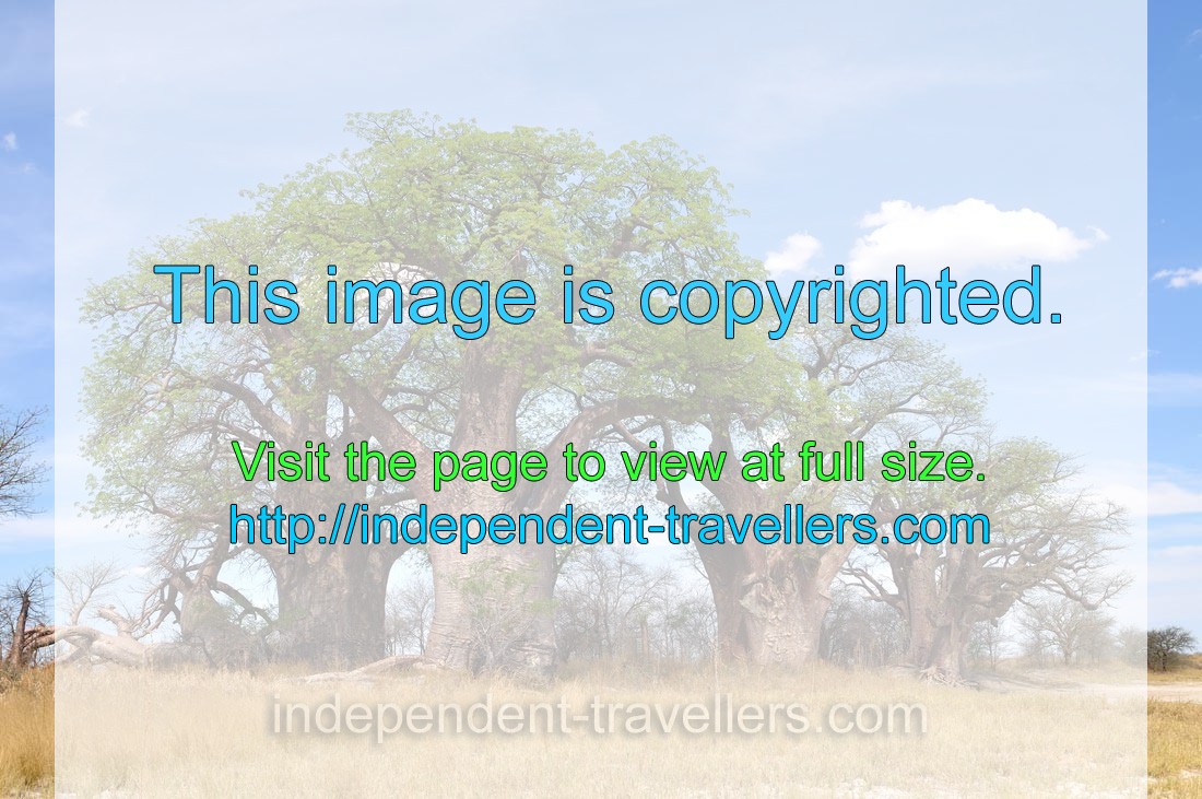Baines Baobabs is a Botswana ancient oasis