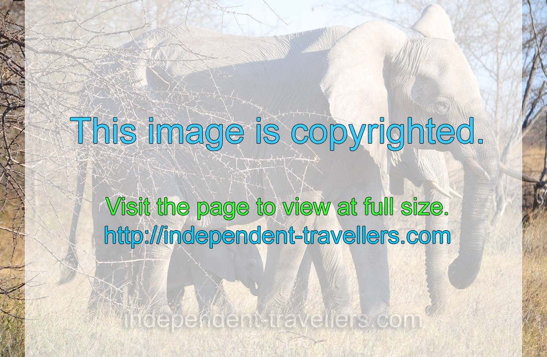 An elephant calf walks under an adult elephant
