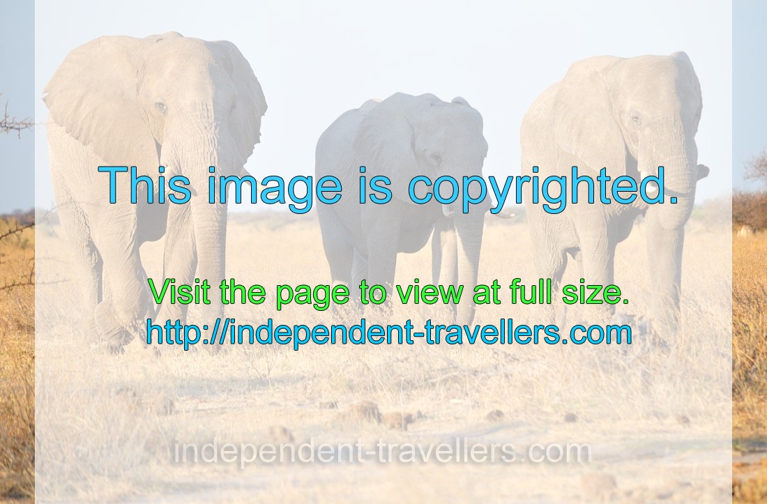 Three huge African elephants walk near the car