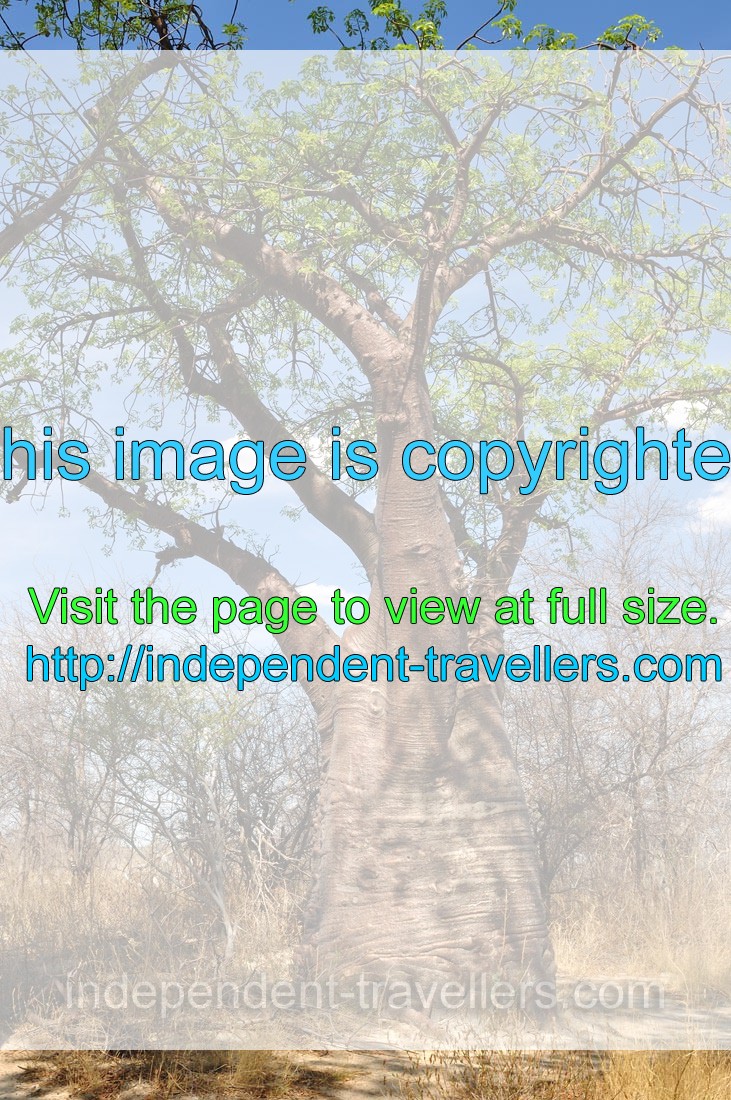 Adansonia digitata, the baobab, is the most widespread of the Adansonia species