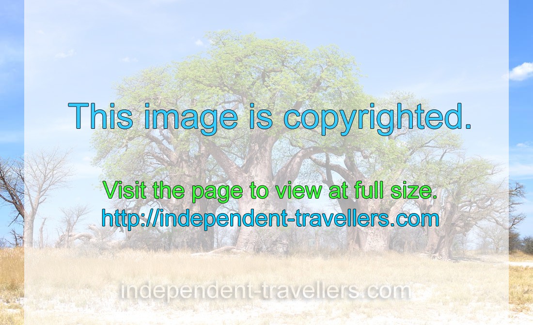 Nxai Pan National Park is a home to the cluster of millennia-old baobab trees