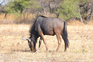 A common wildebeest