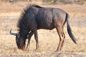 The blue wildebeest is a large antelope