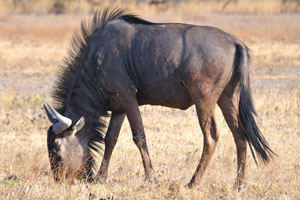 The lifespan of the blue wildebeest is about 17 to 20 years