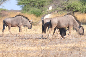 Blue wildebeests are diurnal and are most active during the cooler parts of the day