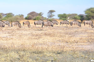 A confusion of blue wildebeests