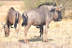The mating season of the blue wildebeest is from March to June