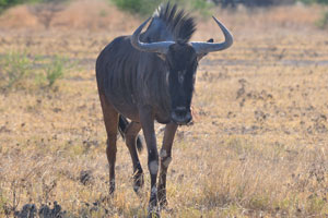 A blue wildebeest is looking at me