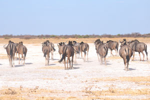 Blue wildebeests are primarily grazers, showing a preference for short green grass