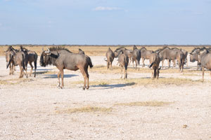 Bulls of the blue wildebeest are slightly higher at the shoulder and heavier than the cows