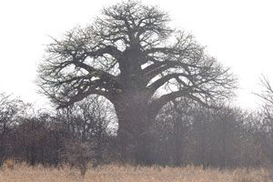 A mighty baobab