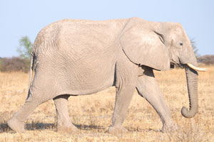 A huge African elephant