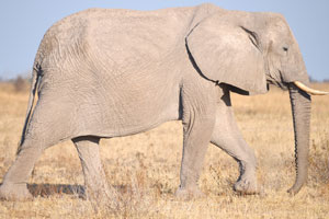 An old African elephant